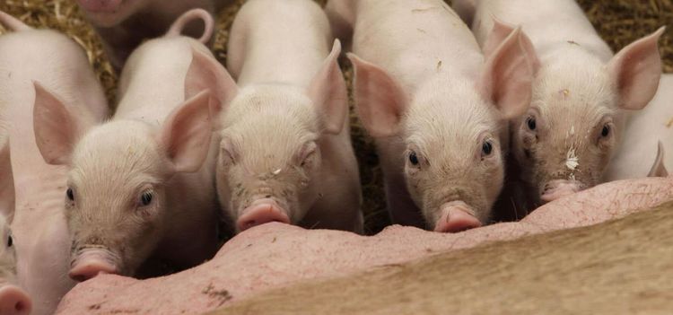 JO-anmäls för grisförslag