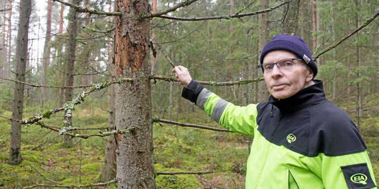 Han varnar för sextandad barkborre