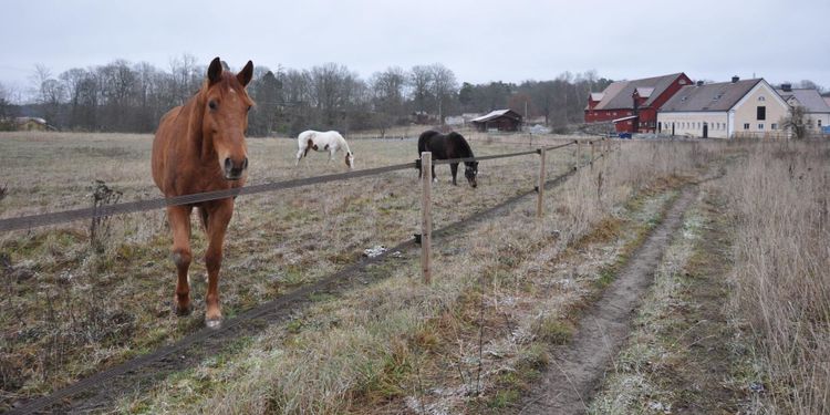 Här är hästarna vägen till bättre hälsa