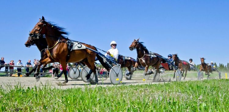 Svensk Travsport söker ny vd