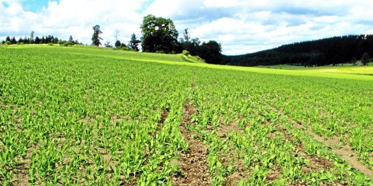 ”Svenska lantbrukare missar en bra affär”