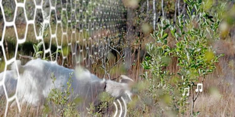 ATL TV: Virtuella stängsel flyttas i datorn