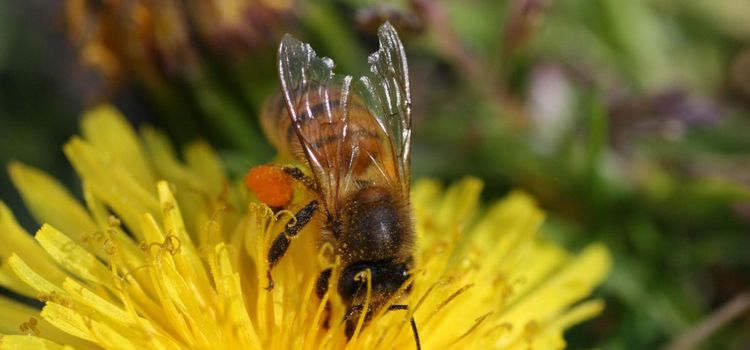 Klart besked om neonikotinoider