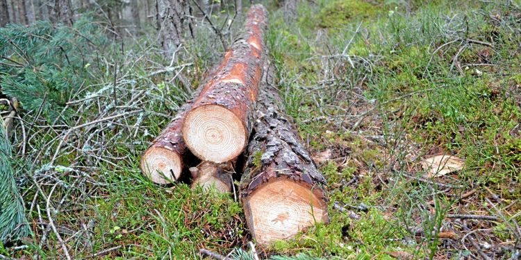 Mellanskog: ”Visst finns utmaningar med marknaden”