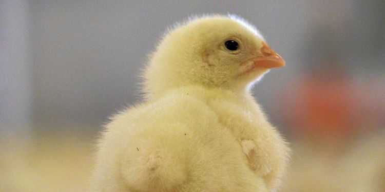 Slaktkycklingen världens vanligaste ryggradsdjur