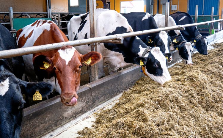 Mjölkkor i ett stall.