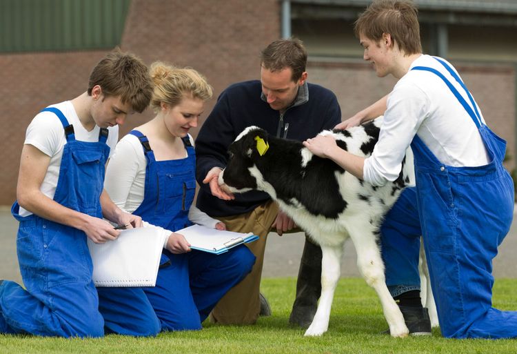 Elever sitter med lärare och kalv på gräsmatta. 