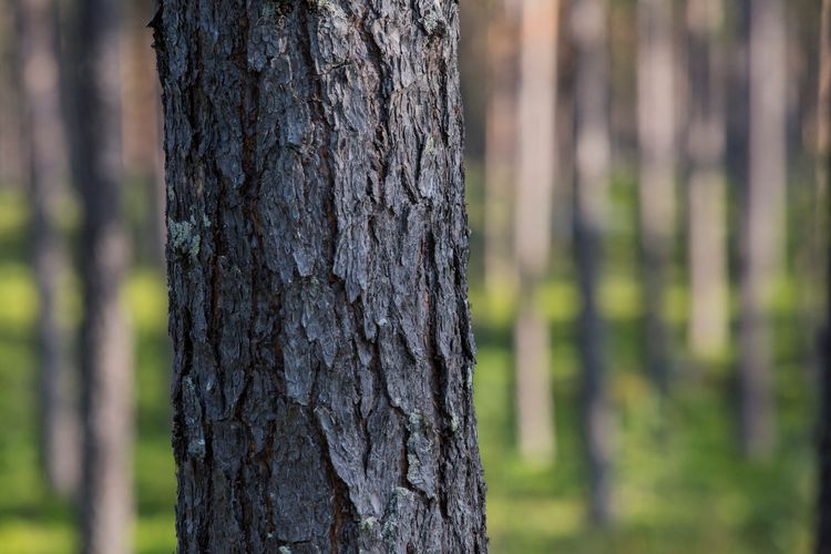 Närbild på träd i skog.
