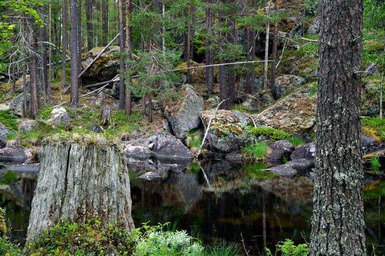 Trollskogen hägrar i skogsdebatten.