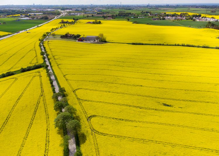 Gult rapsfält fotograferat från ovan.