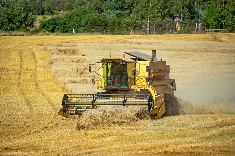 Gul skördetröska på vetefält. 