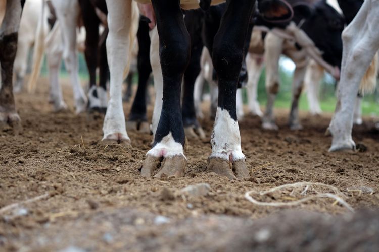 Bild på kors klövar.