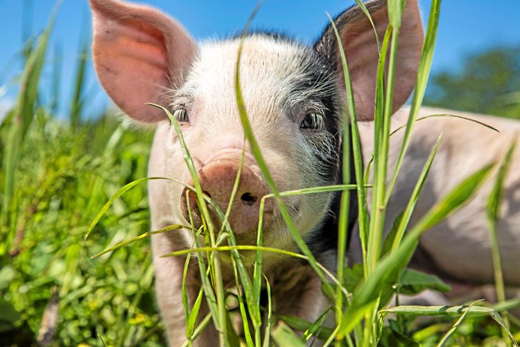 En griskulting i gräs tittar in i kameran.