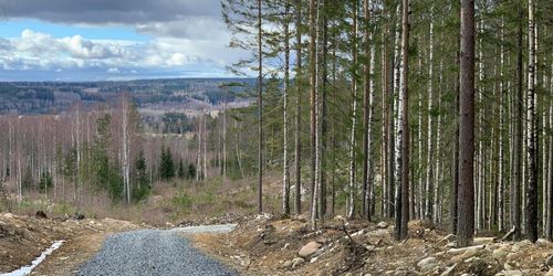 Rekordpriser väntas på Bergslagsskog