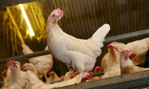 Ärftliga faktorer viktiga för värphönsens benstyrka