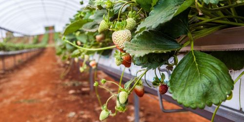 Säsongsarbetare kan komma till Sverige – med tillstånd