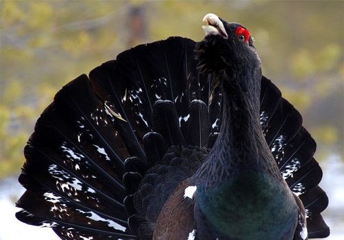 Prövar inte ärende om tjäder