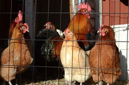 I Sverige gäller skyddsnivå 1, det vill säga att fjäderfä får vistas ute men foder och vatten ges under tak eller skydd.
