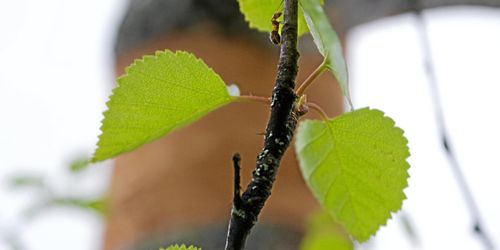 Vi lövar – våren är i kapp