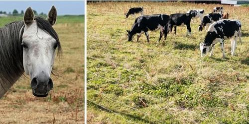 Här är kommunerna som erbjuder beten