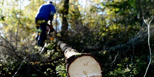 ”Skogssocialism hotar klimatet”