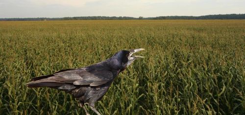 Rykte om betningsförbud skapar oro