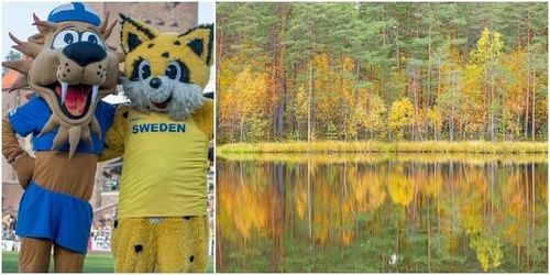 Oklar vinnare i Finnkampen i skog