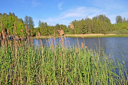 Fler slår vass för att få fram djurfoder