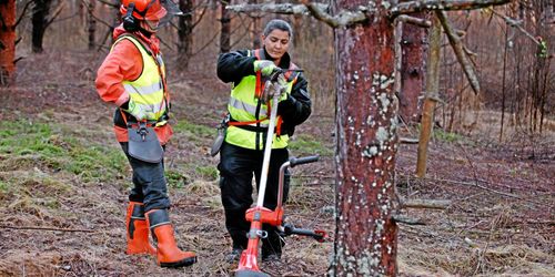 Jämställdhet i skogen granskas