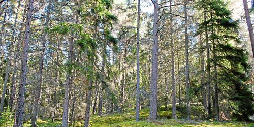 Skogens termer svåra att definiera även för experter