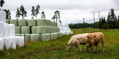 Dyrare att köpa balplast – och att återvinna den
