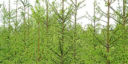 Skogsstyrelsen varnar för granifiering