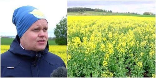 ATL TV: Kompanjonsådd kan gynna rapsen