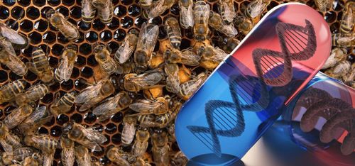 Så ska Monsanto rädda världens bin