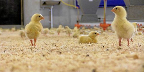 Kronfågel fälls för klimatpåstående