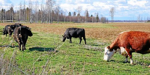 Upptäcker mask innan symtomen syns