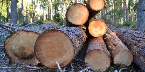 Unika egenskaper hos Gotlandsfuran