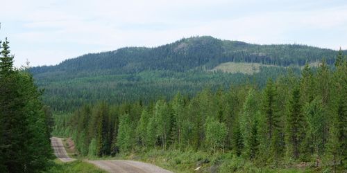 Allmänning får ersättning för fjällnära skog