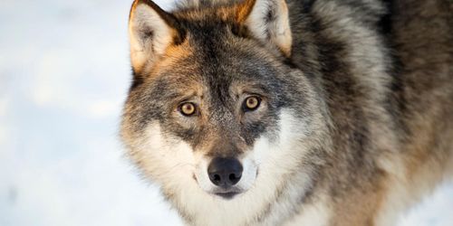 ”Skicka vargkramarna på charterresa till Sibirien”