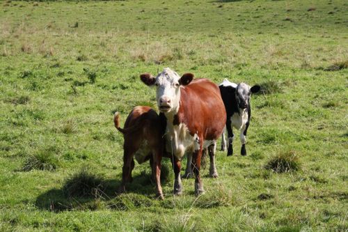 Färre men större gårdar med kalvuppfödning