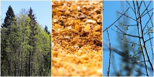 Så blir sågspån och grenar framtidens intäkter