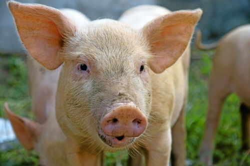 Arkivbild från kinesisk grisgård. Den inhemska grisproduktionen i Kina minskar vilket gynnar dansk grisproduktion.