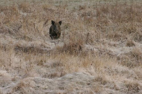 Tysk jägare dog av vildsvinsbett