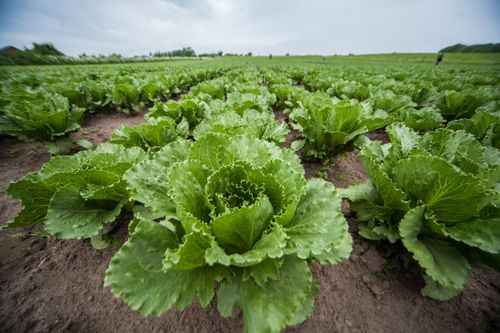 Kunskapsluckor och kostnader är flaskhalsar när det handlar om att använda nya innovativa metoder för gödsling i frilansodlade grönsaker konstateras i en ny rapport.