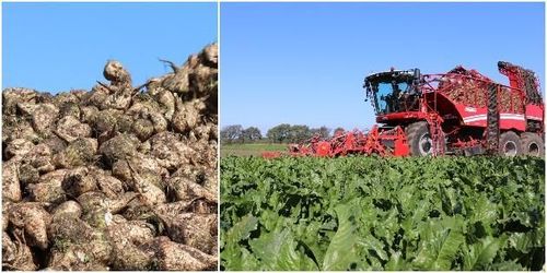 Torr start på betkampanjen