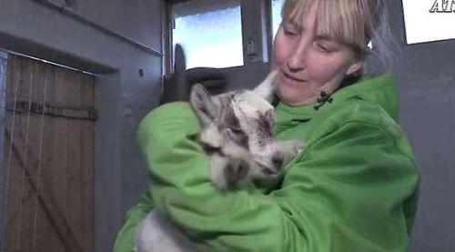 Geten Gertrud försvann - nu åtalas ett ungt par