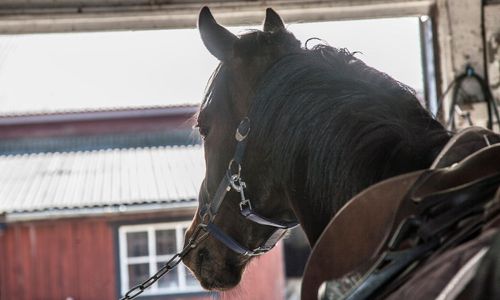 Vill ha krispaket till hästföretag