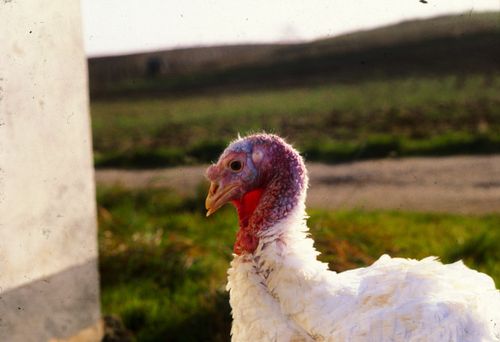 Fågelinfluensa på kalkonfarm i Storbritannien