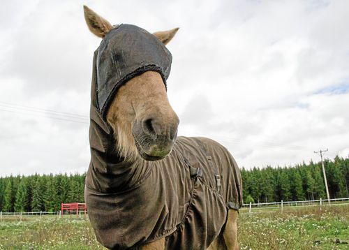 Täcken som skyddar mot insektsangrepp kan lindra utbrottet av sommareksem hos raser som islandshästar.