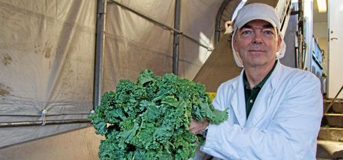 Kålkoket som blev julsuccé